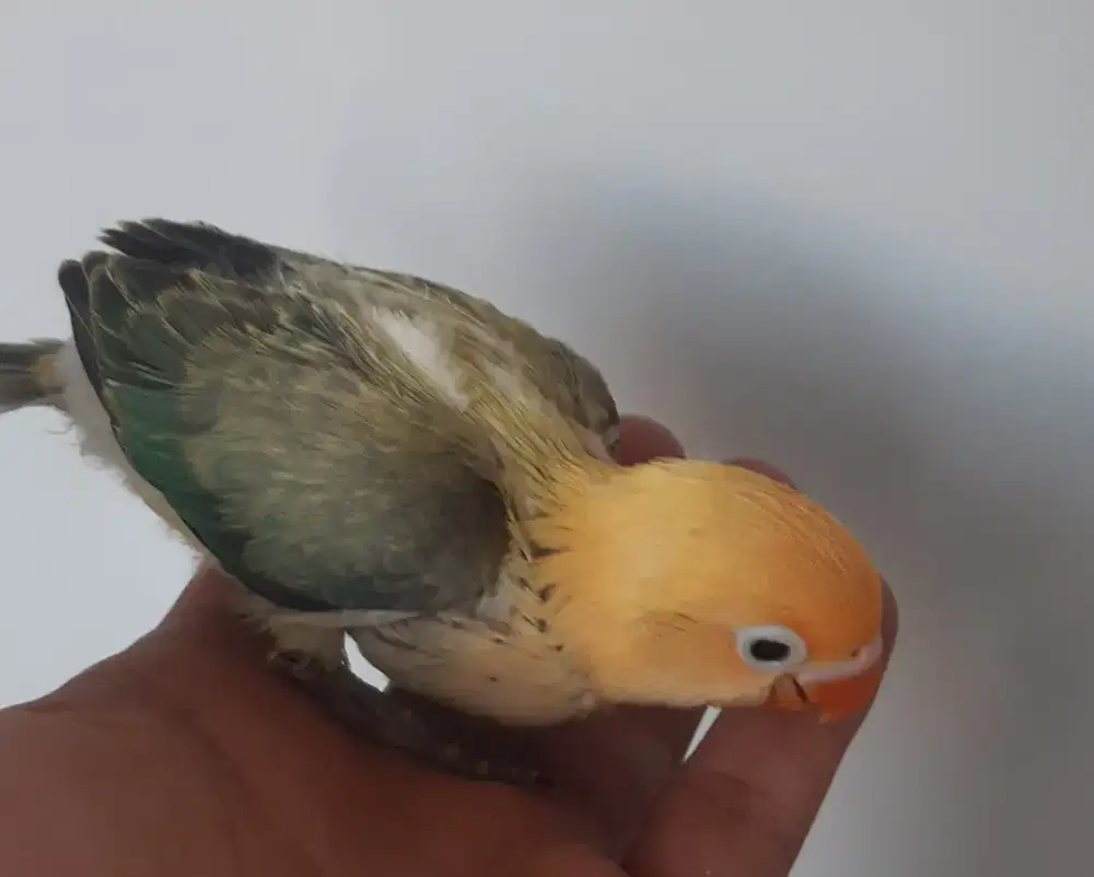 Lolohan Lovebird Biola Parblue Euwing