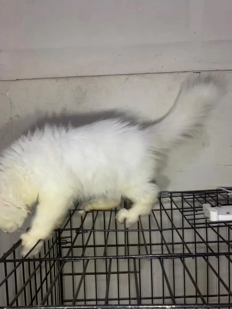 Adopsi Kucing Persia Gembul