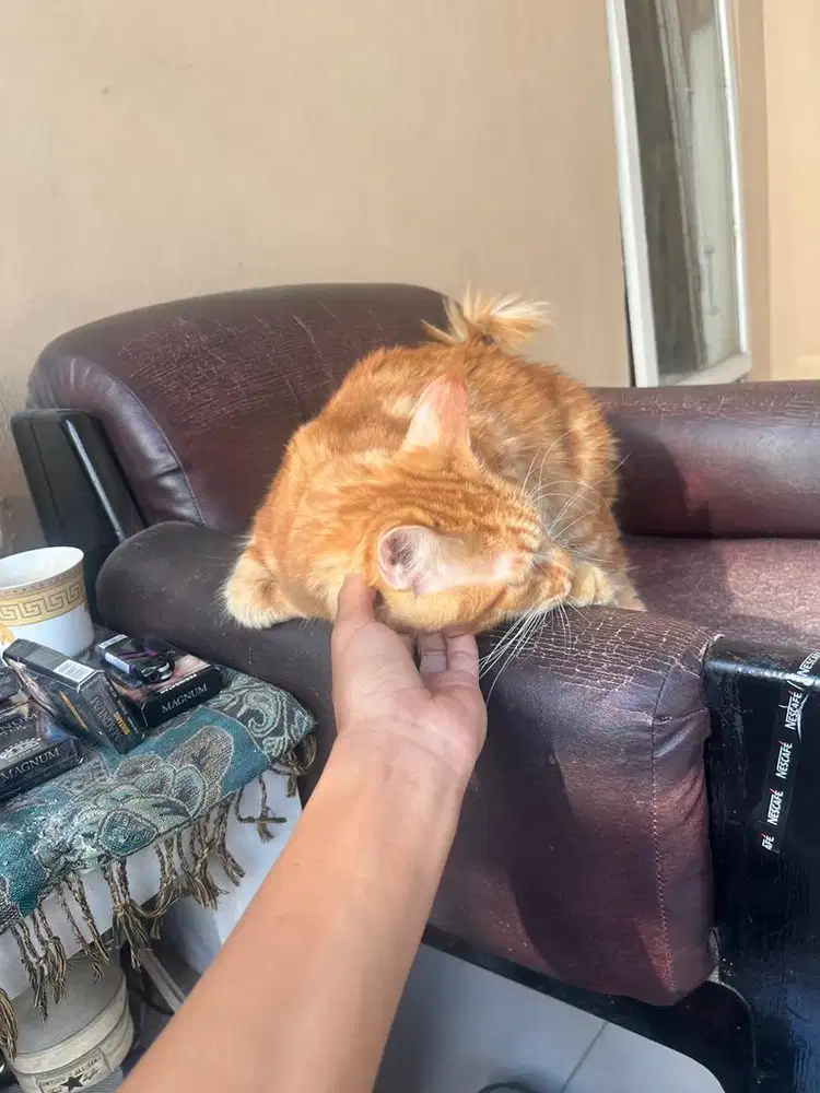 mainecoon 11 bulan birahi jantan