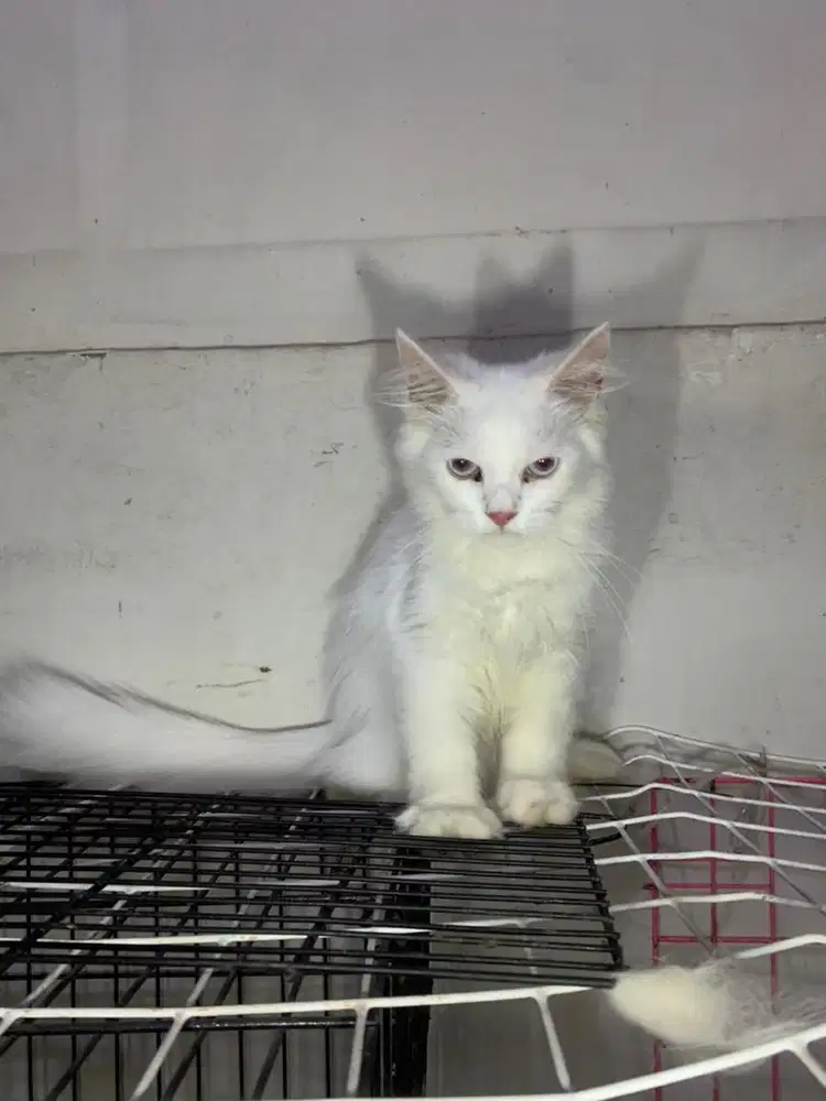 Adopsi kucing persia
