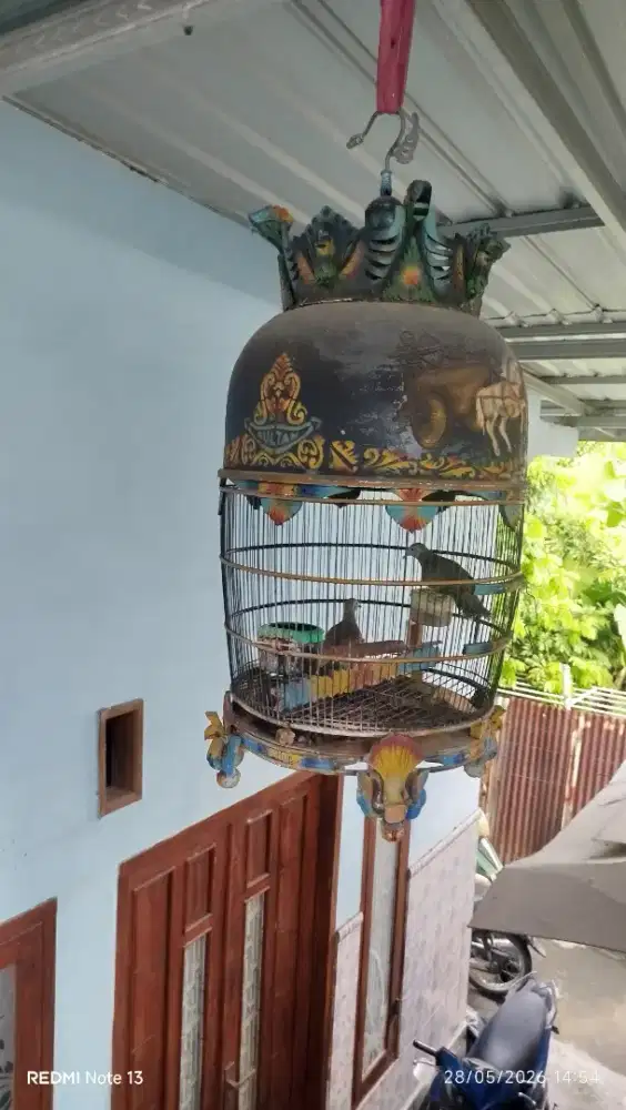 2 Perkutut rawatan 4 thn lbh lama di borongkan + sangkarnya
