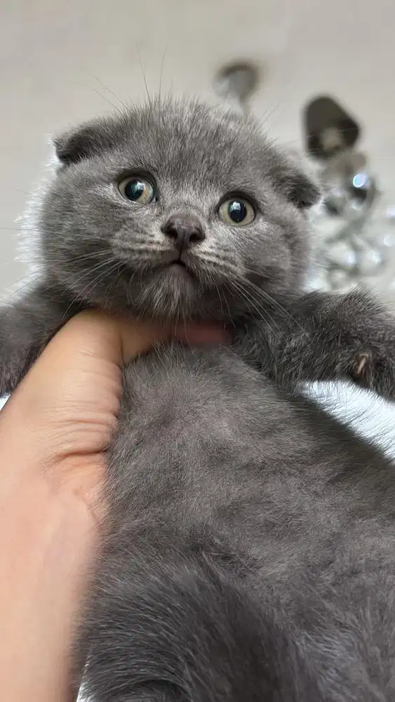 Scottish fold jdhin british exotic american exo jaksel