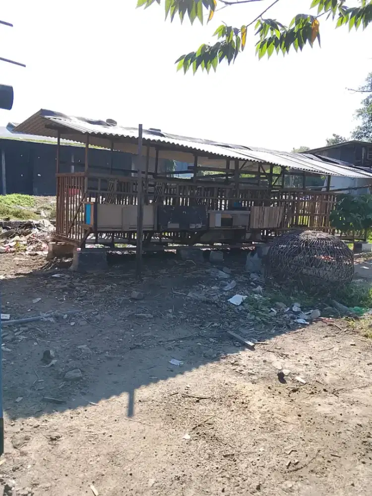 Kandang kambing