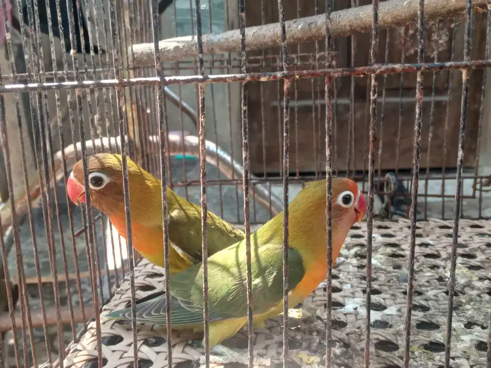 LOVEBIRD BALIBU USIA 2.5 BULAN