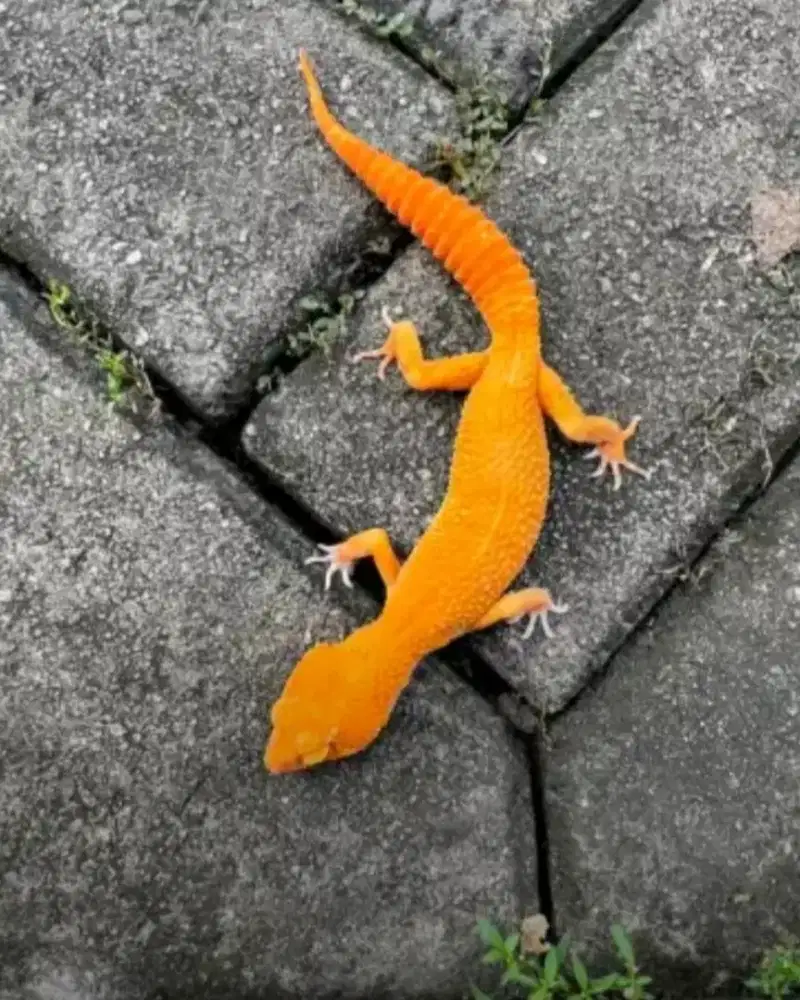 Jual aja gecko sunglow tomato