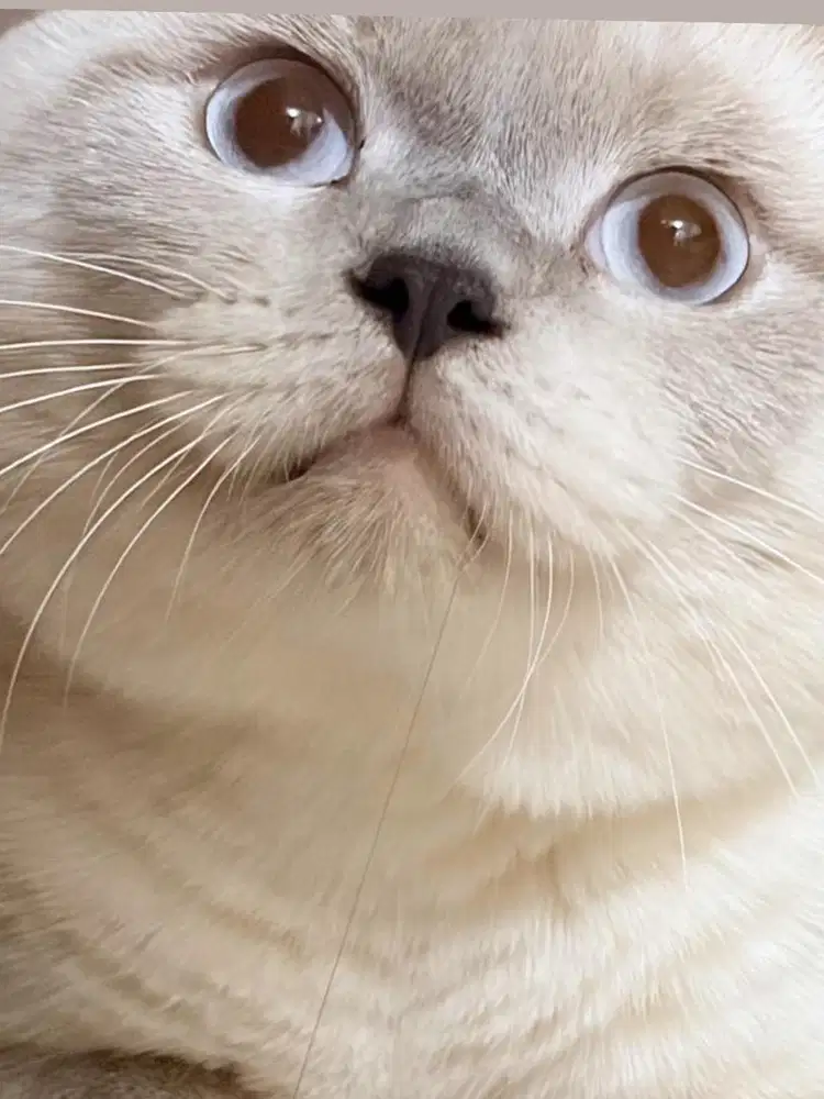 Kucing scottish fold putih blue poin mata biru jdh bsh peaknose exo