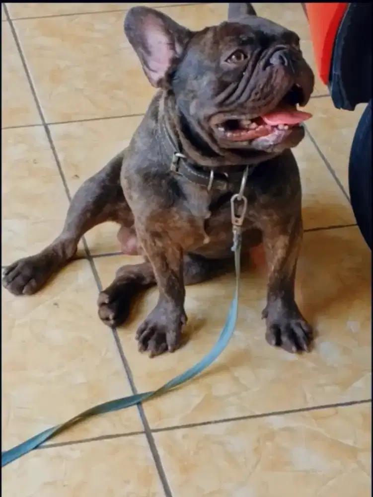French Bulldog Choco Brindle Jantan Black and white betina