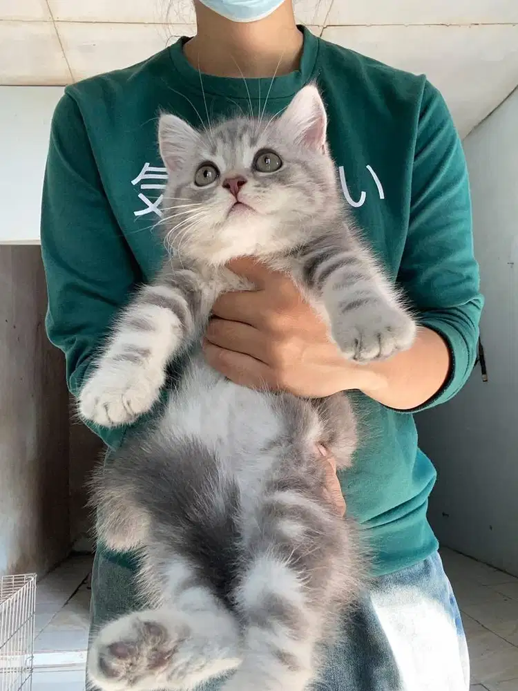 Kitten British Shorthair