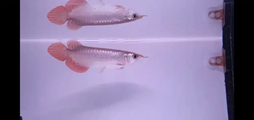 Ikan Hias Arowana Super Red Arwana Merah