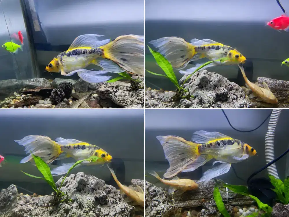 IKAN MAS LONGFIN KOI SLAYER