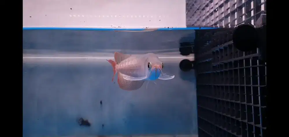 Ikan Hias Arowana Super Red Arwana Merah