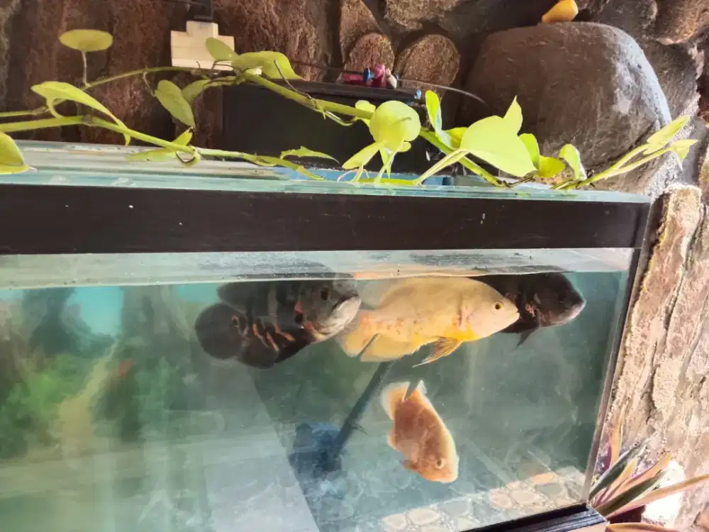 Ikan Oscar 4 Jari