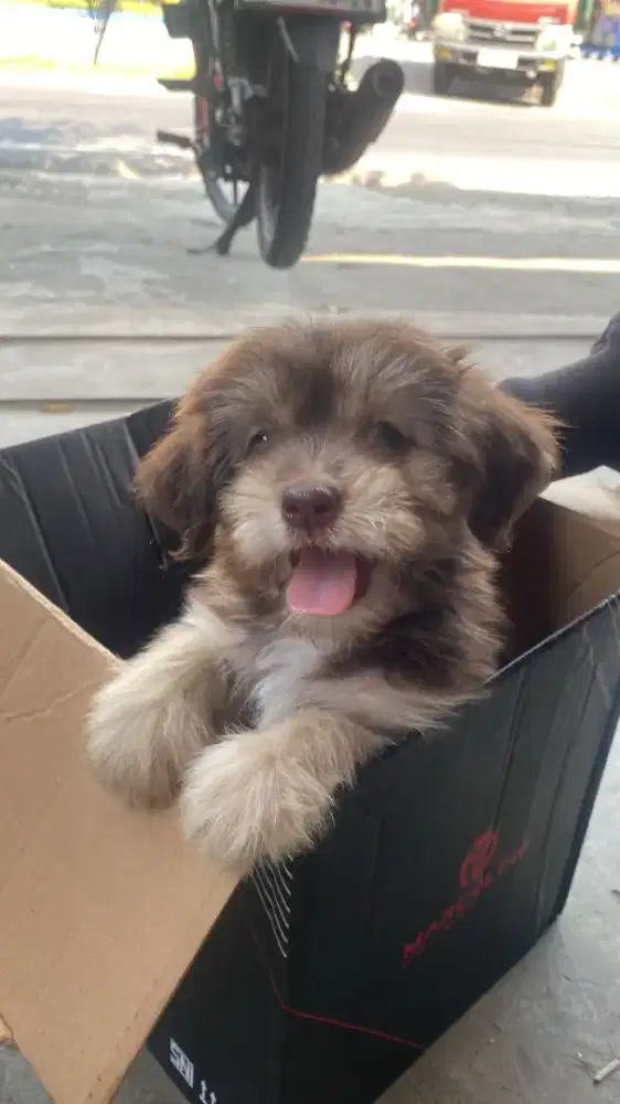 Anak Anjing Lucu