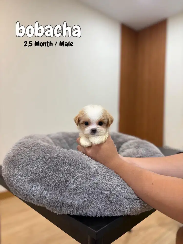 12 ekor maltipoo korean , maltese poddle maltepoo anak anjing lucu