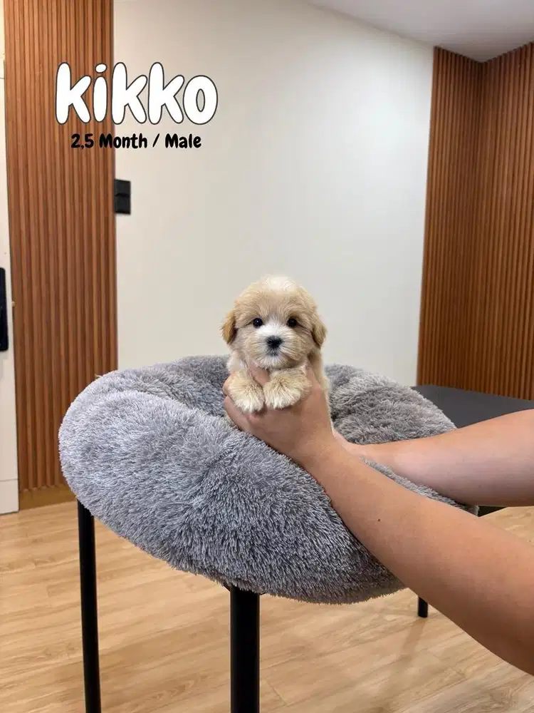 maltipoo korean teddy bear , maltese poddle maltepoo anak anjing lucu