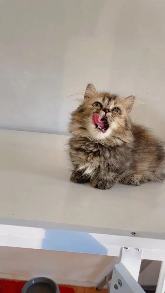 munchkin betina longhair