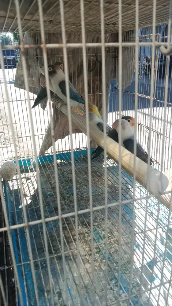 Burung lb biola warna banyak