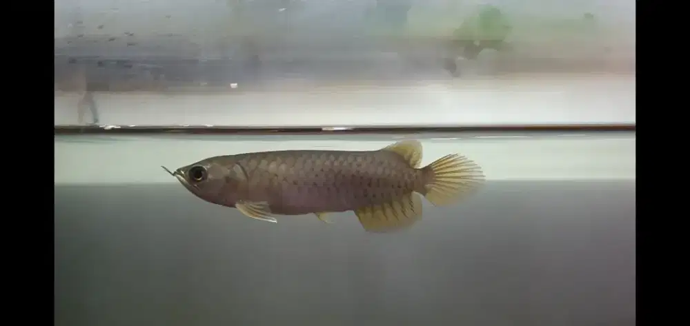 Ikan Hias Arowana Banjar Red Arwana