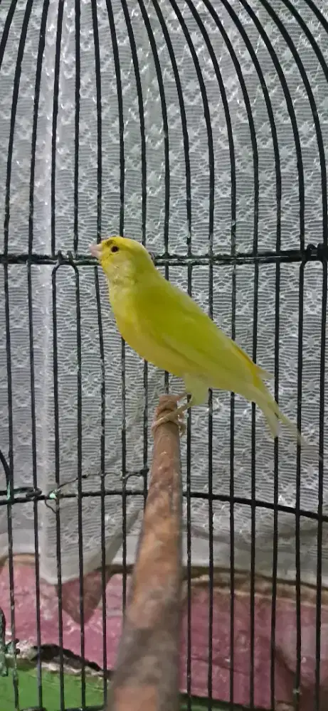 Kenari AF dan kenari lokal jaminan jantan