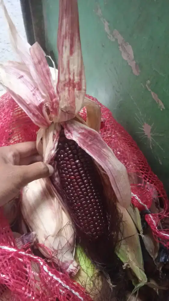 Jagung ketan uang