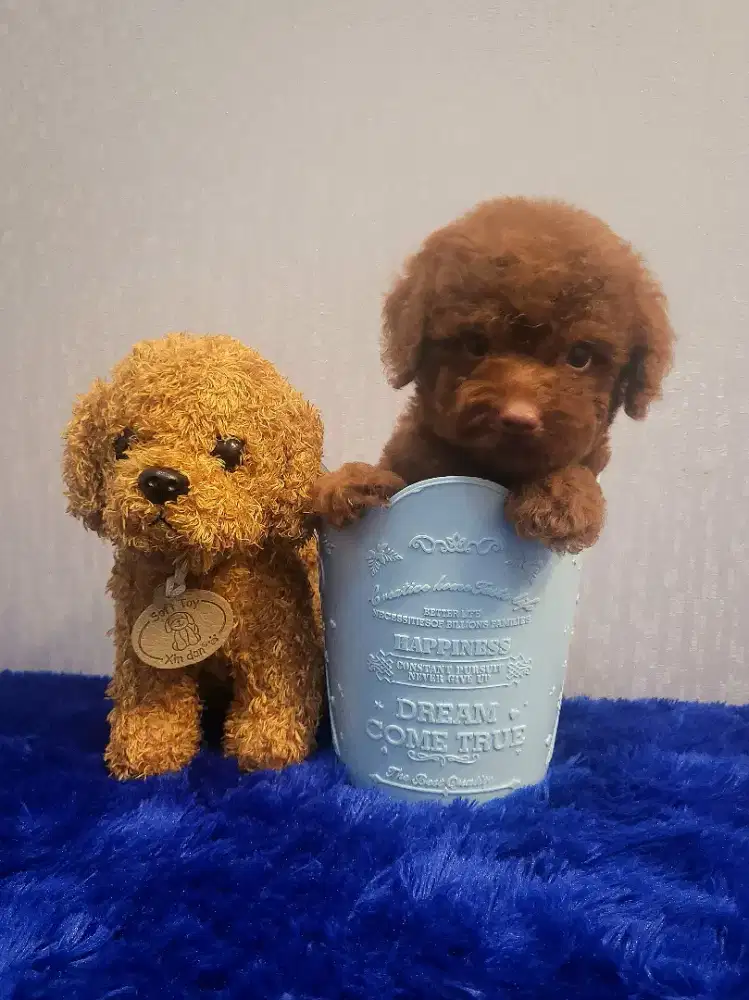 Tiny poodle HIGH QUALITY