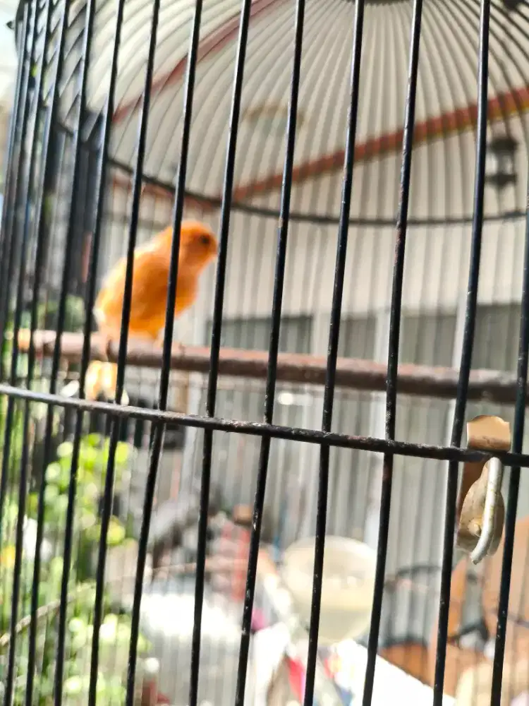 2 Ekor Kenari orange ..usia 7 bulan udah rajin