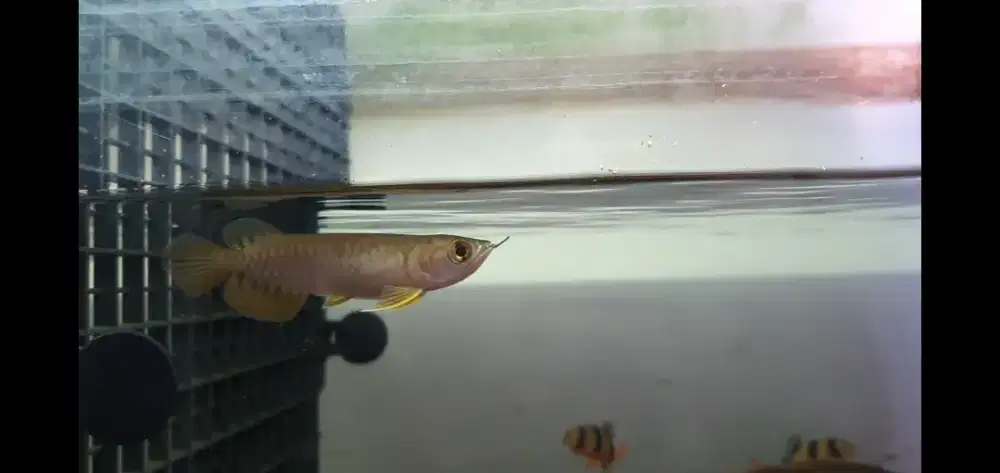 Ikan Hias Arowana Golden Red Arwana Red Tail Golden