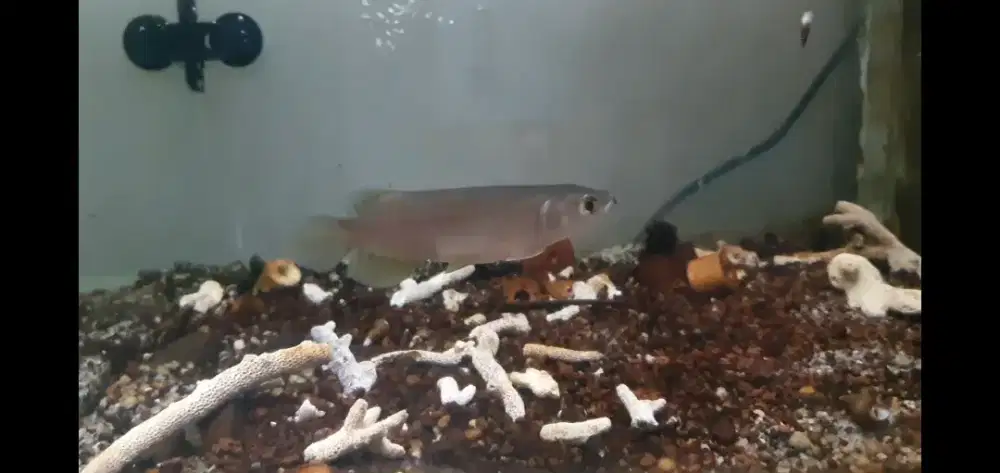 Ikan Hias Arowana Green Pino Arwana