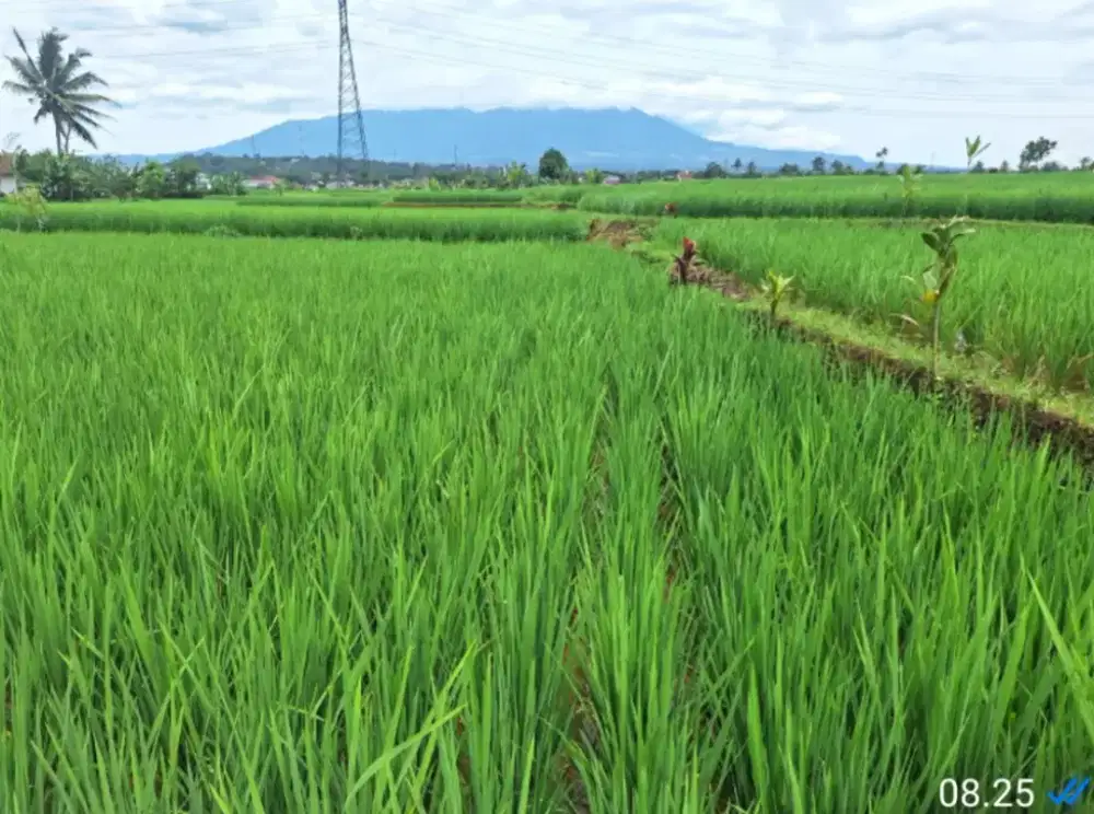 Dijual murah tanah sawah SHM Luas 1.213 m2
