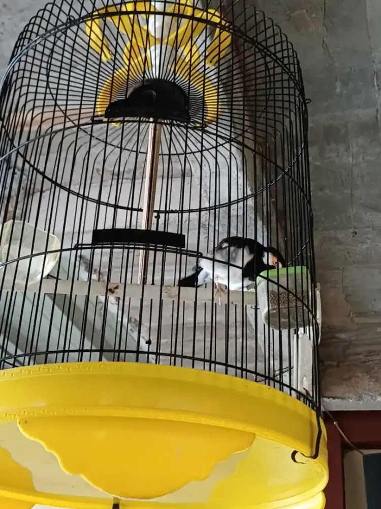 Jalak suren gacor