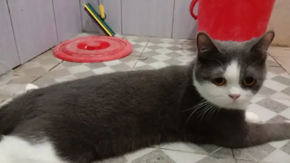Kucing British Short hair