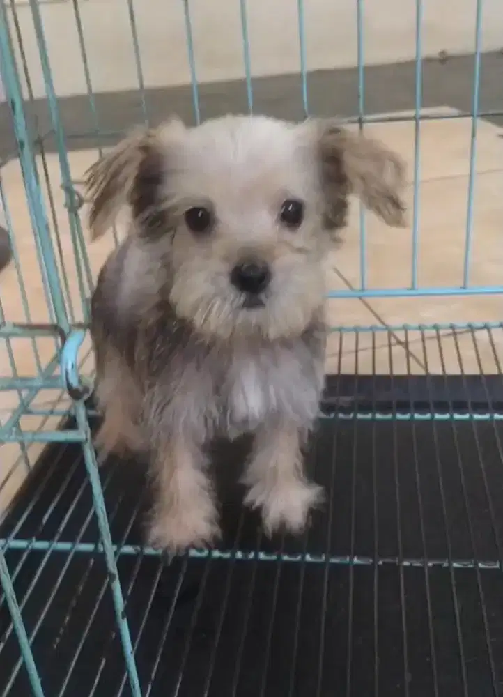 Anjing mini schnauzer