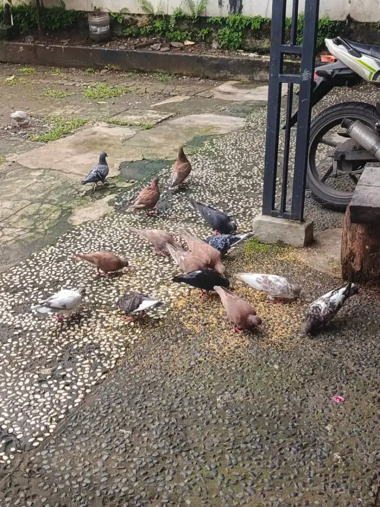 Burung Dara (Dewasa & Anakan)