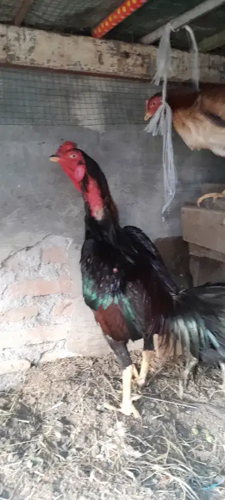 Di jual ayam siam