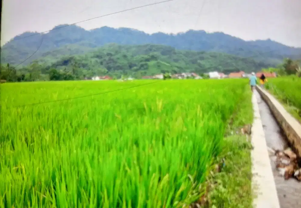 Jual Murah Tanah Sawah SHM Luas 849 M2