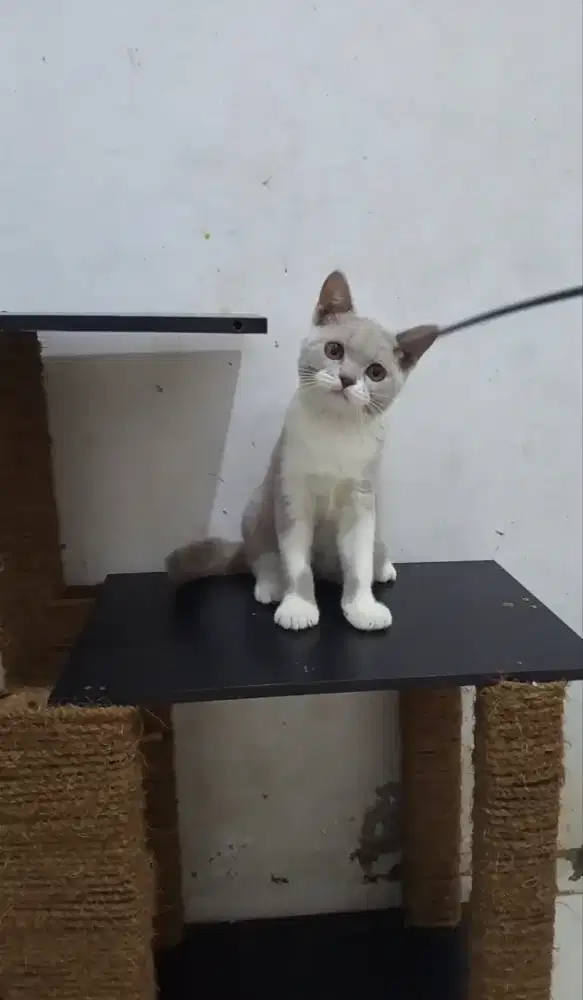 British Shorthair