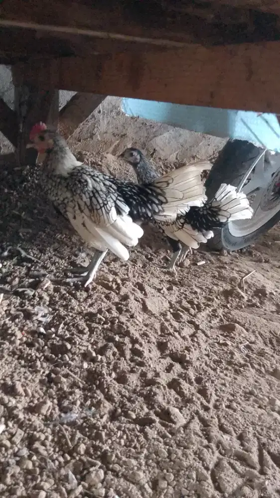 Juwal spasang ayam batik itali