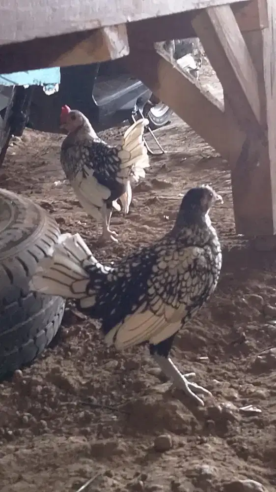 Juwal spasang ayam batik itali