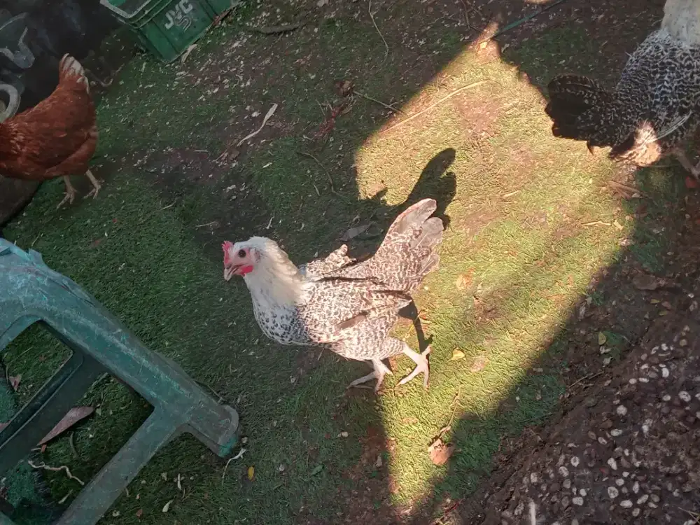 AYAM ARAB BETINA SIAP PRODUKSI