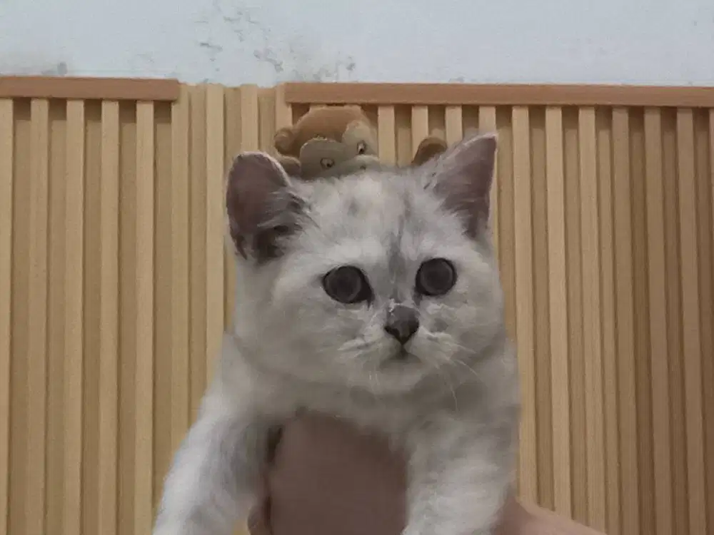 Kitten BSH non ped