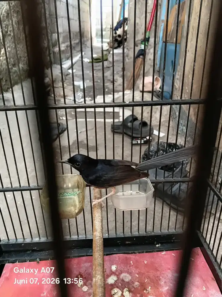 Murai batu baru mutasi