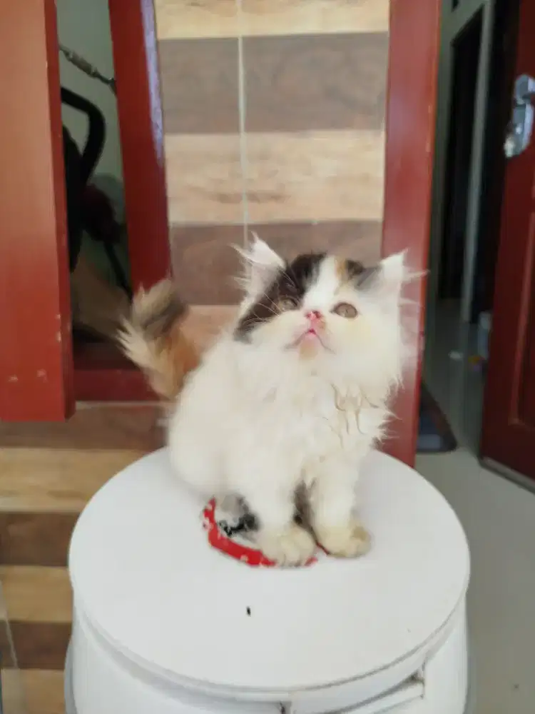 Persia peaknose
