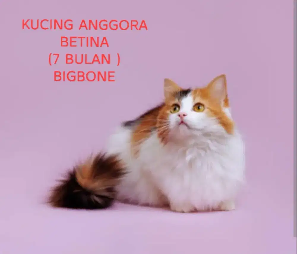 Kucing anggora female .