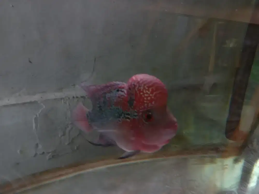 Ikan louhan cencu slayer