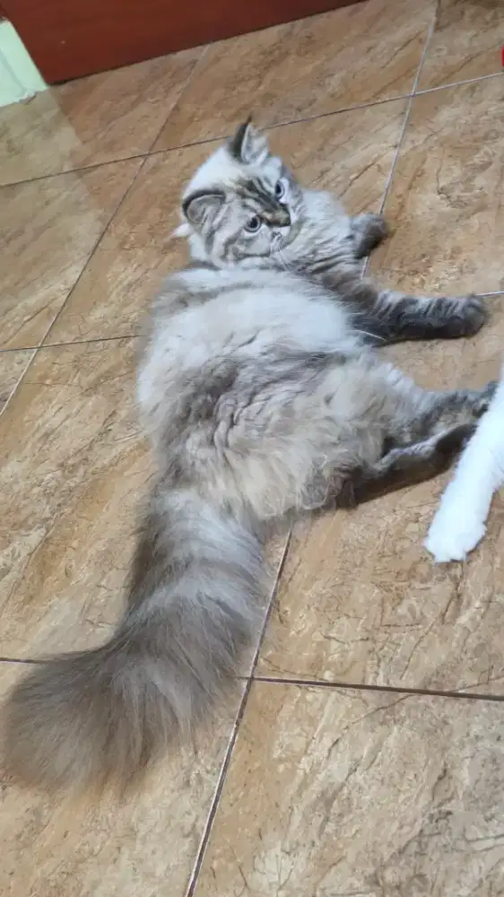 Persia Betina Cantik
