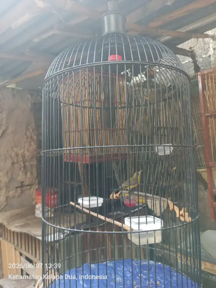 Burung 3 ekor s. Ontong