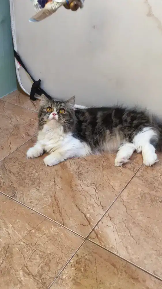 MUNCHKIN PERSIA BETINA