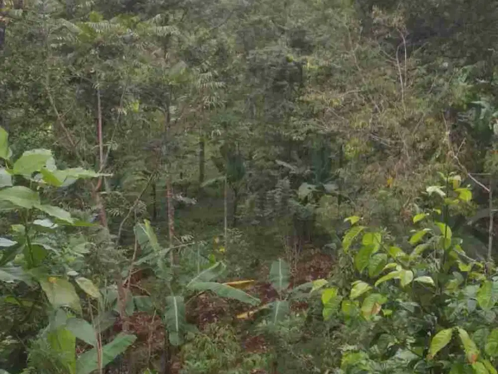 Jual Tanah Murah Kebun Durian Berikut Villa Jalan Aspal