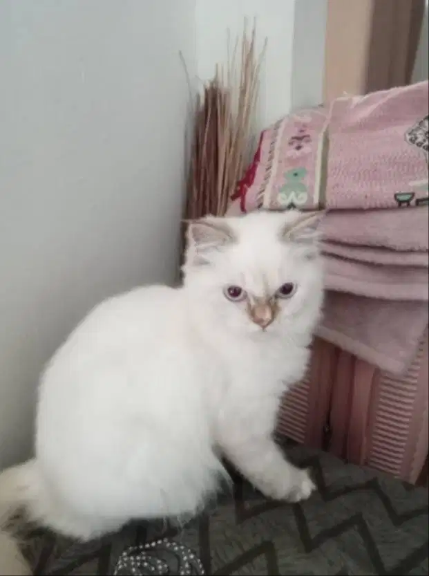 Kucing Ras campuran persia dan himalaya, usia 1,5 tahun