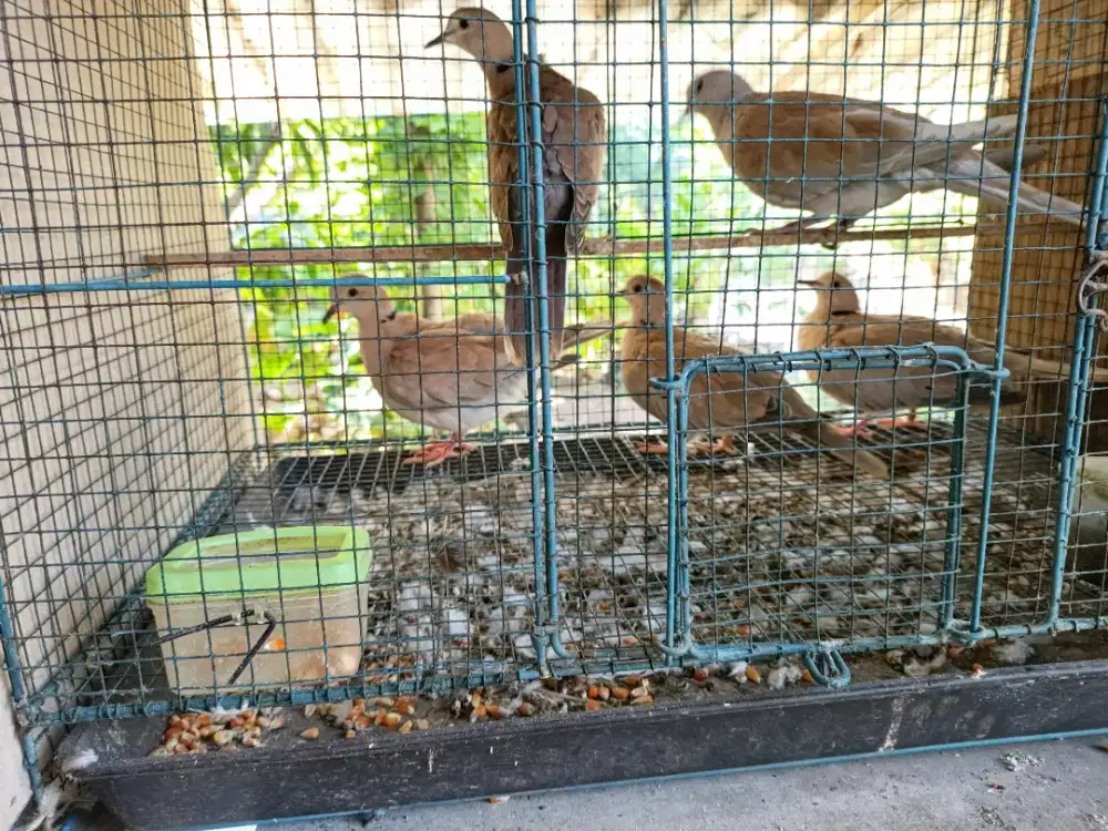 Burung Puterrrr